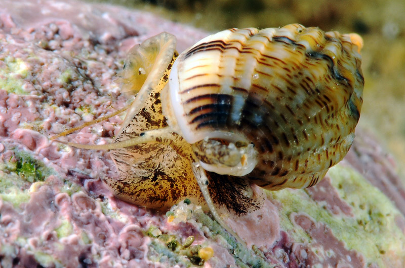 Prosobranco da determinare